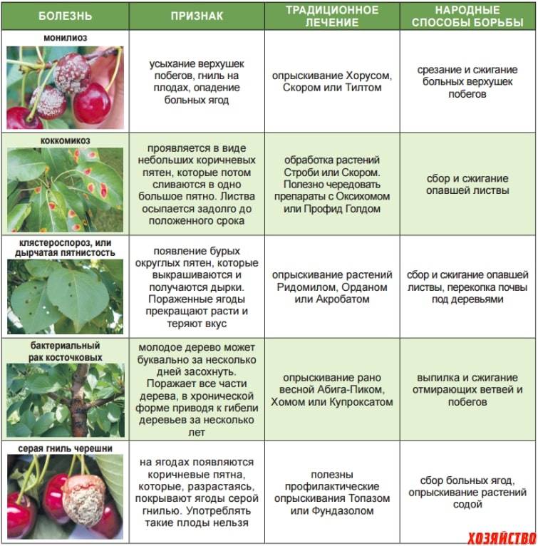 Обработка яблони весной от болезней и вредителей selo.guru — интернет портал о сельском хозяйстве