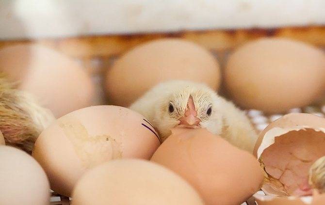 Как из яйца вылупляются цыплята?
