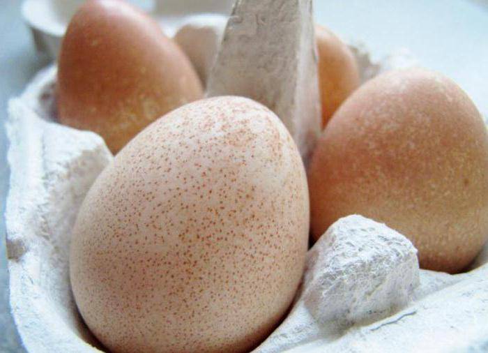 Яйца цесарки - польза и вред, как отличить яйцо цесарки от куриного яйца?
