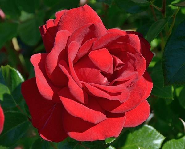 Разведение цветов на продажу: 3 технологических этапа выращивания роз