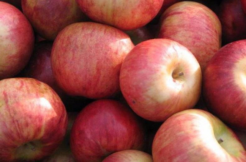 Пепин шафранный, описание сорта яблок