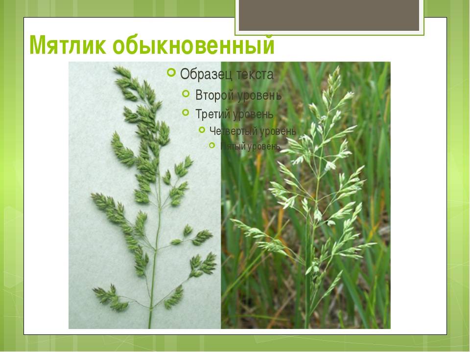 ✅ газонная трава мятлик луговой, описание растения - сад62.рф