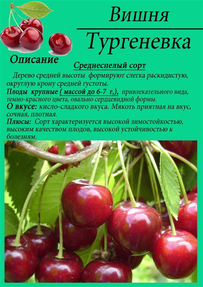О сортах вишни для Ярославской области: какой посадить (выбрать самый хороший)