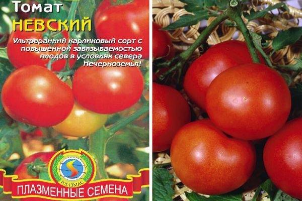 Сорт томатов "невский" : подробное описание, характеристики плодов, достоинства и недостатки помидор