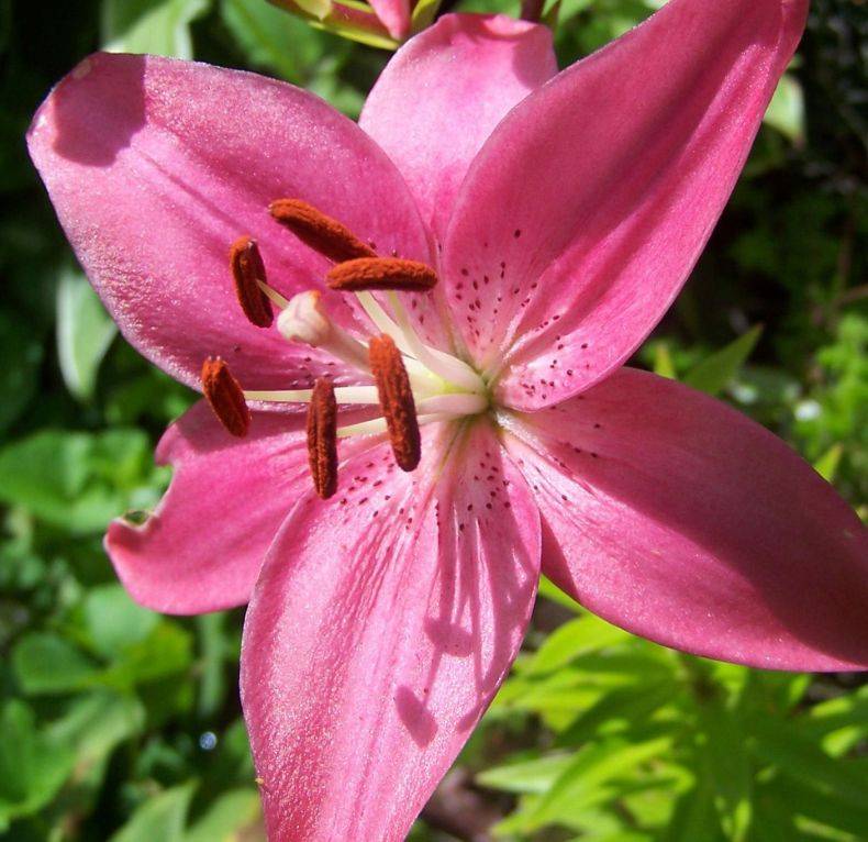 Лилия: посадка в открытый грунт и уход, выращивание в саду
