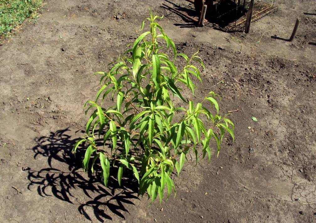 ✅ как посадить персик: схема посадки саженцев, выращивание и правильный уход