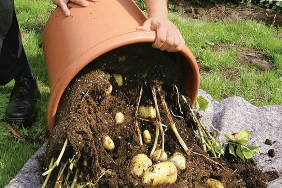 Выращивание картофеля в мешках — секреты, советы, видео — как картошку сажать в мешках