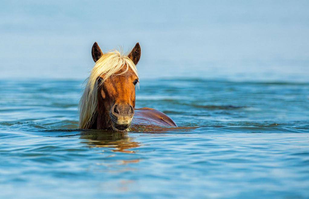 ᐉ умеют ли лошади плавать и нужно ли их обучать? - zooon.ru