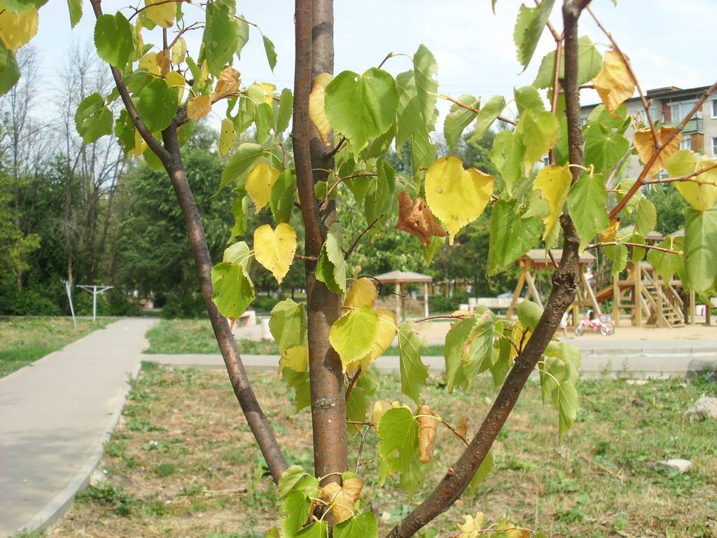 Почему желтеют листья яблони летом в июле 2021, что делать