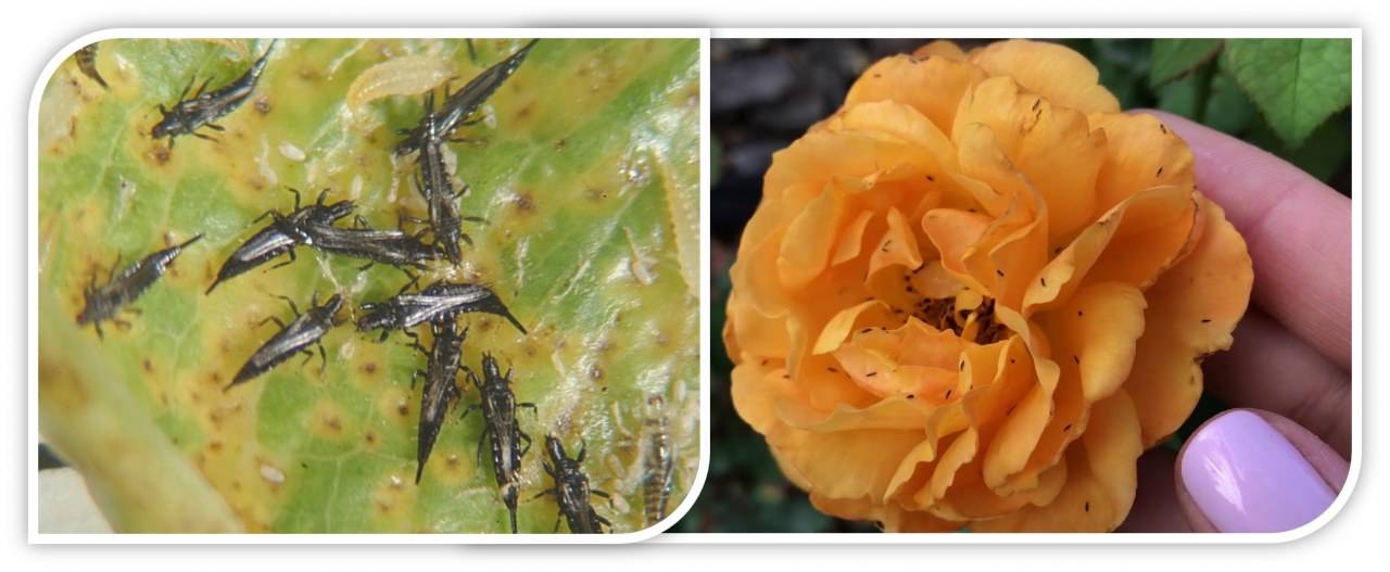 Борьба с трипсами на розах: способы лечения бутонов, лучшие средства от насекомых