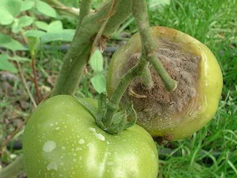 Вредители томатов — действенные меры борьбы, в открытом грунте и в парниках, в теплице, основные болезни помидор, описание с фото