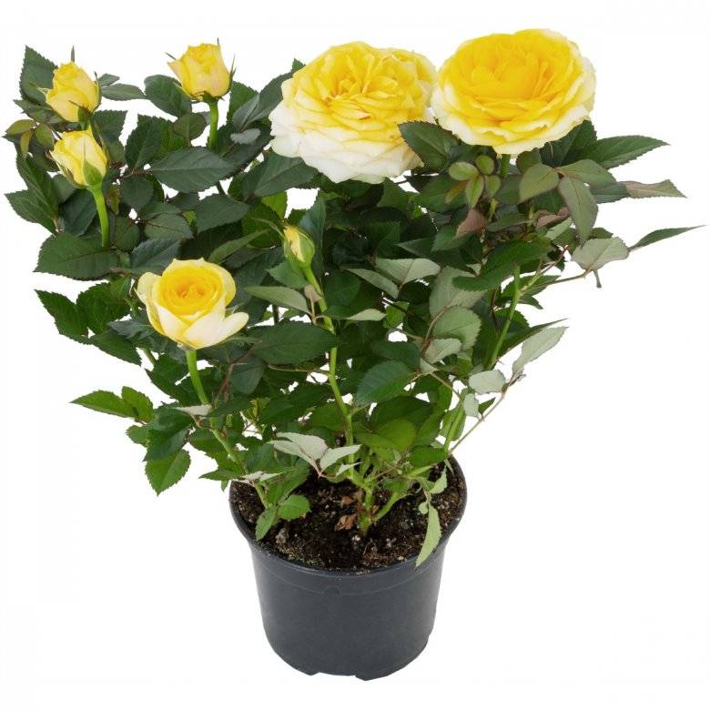 Комнатная роза кардана микс — секреты правильного ухода - цветочки - медиаплатформа миртесен