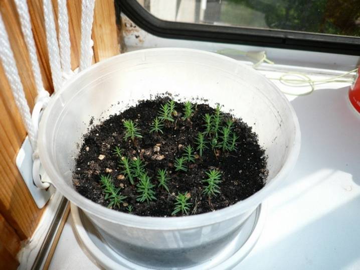 Выращивание туи из семян в домашних условиях: как посадить и вырастить