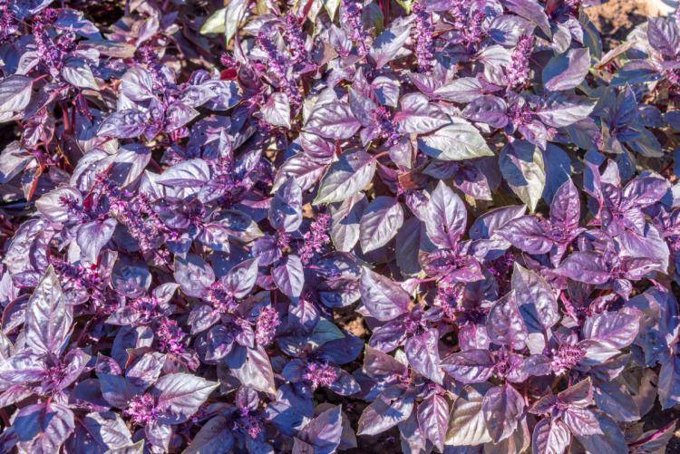 Чем полезен фиолетовый базилик и как применяется в кулинарии
