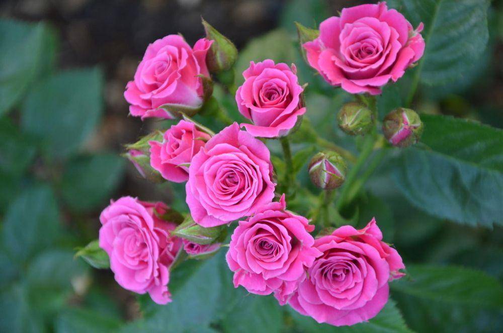 Роза спрей — лучшие сорта, высадка, уход и место в ландшафтном дизайне
