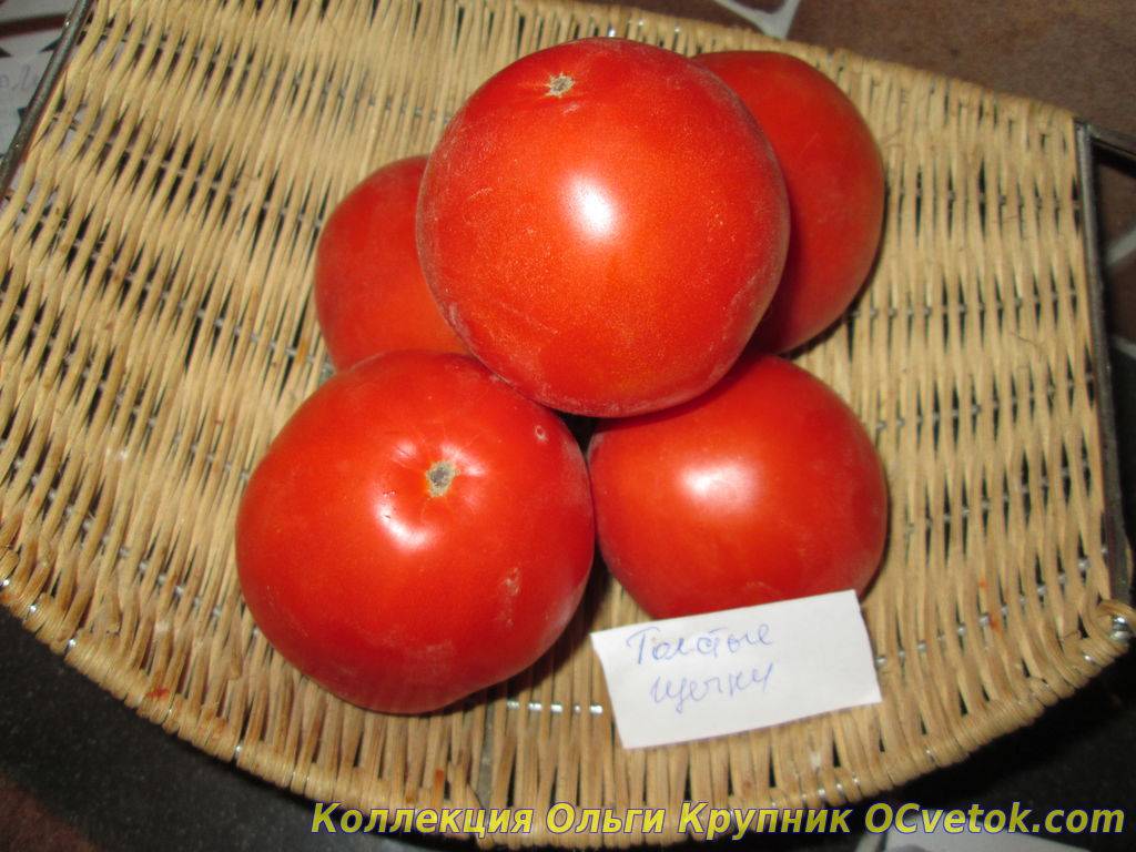 Томат толстые щечки – новый, но завоевавший доверие огородников, урожайный сорт помидоров