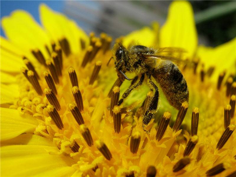 Лучшие растения медоносы для ваших пчел - агро эксперт