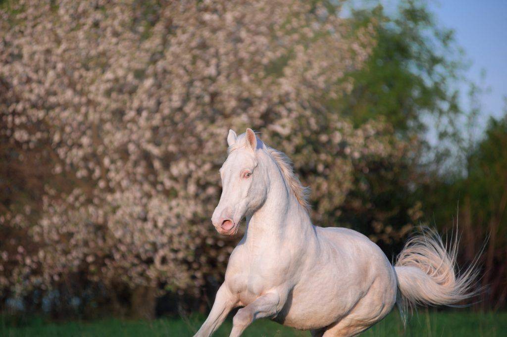 Какого цвета буланая масть коней; что такое масть лошади, от чего она зависит; их классификация, разновидности