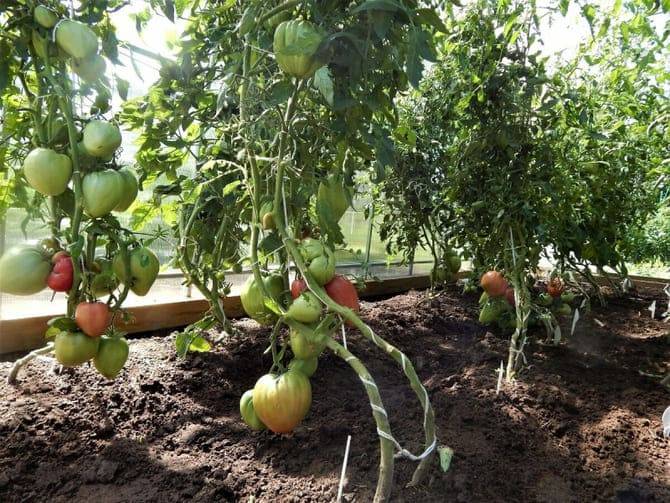 Когда и как правильно сажать рассаду помидор в теплицу, чем подкормить при посадке