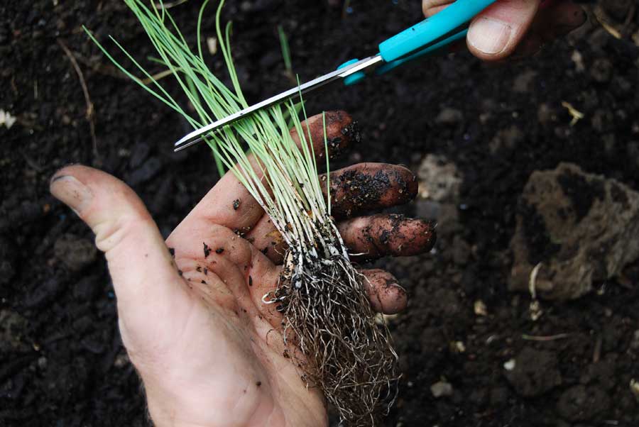 Лук-порей: выращивание и уход в открытом грунте, посадка на рассаду