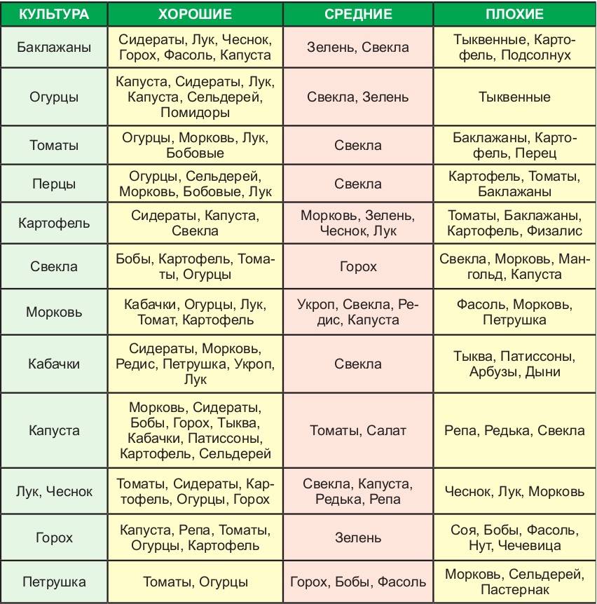 Таблица совместимости овощей и трав на грядке