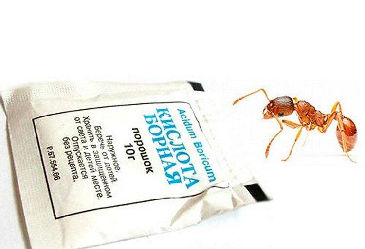 Борная кислота от муравьев в квартире и в огороде: рецепт для приготовления вдомашних условиях, отзывы, рекомендации