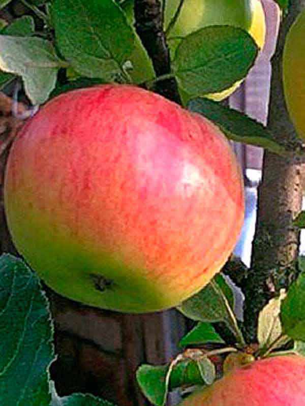 Сорт яблок васюган колоновидная описание, фото, отзывы