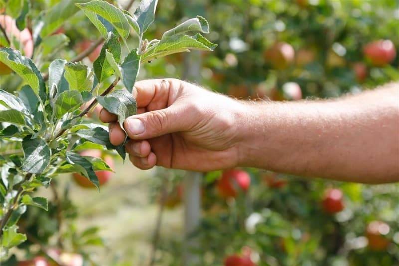 Почему на деревьях нет плодов и что с этим делать: советы эксперта