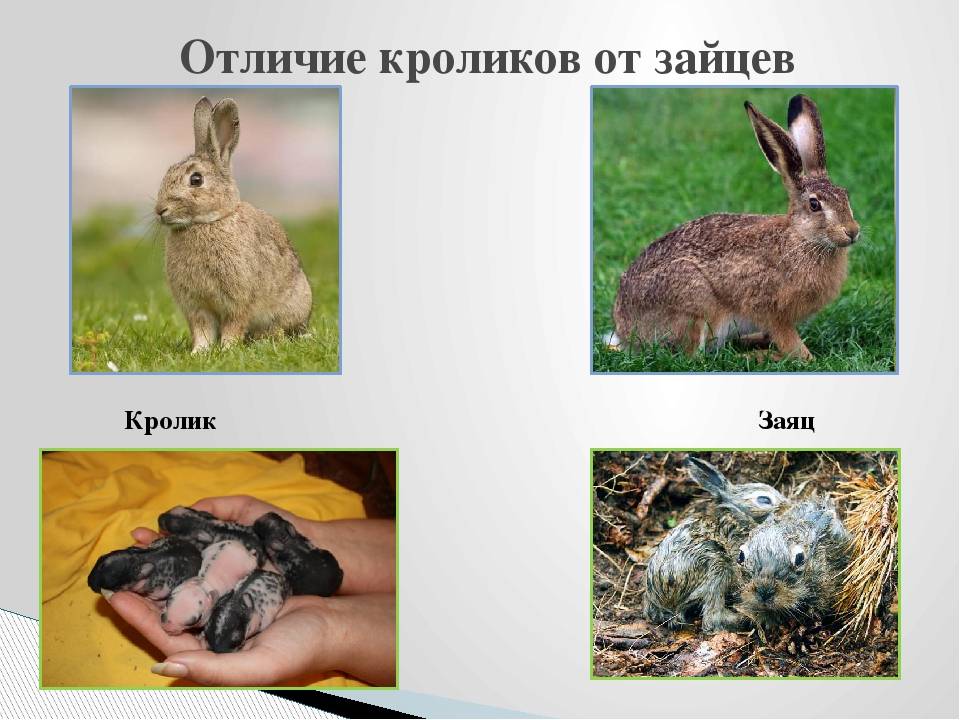 Чем отличается заяц от кролика внешне
