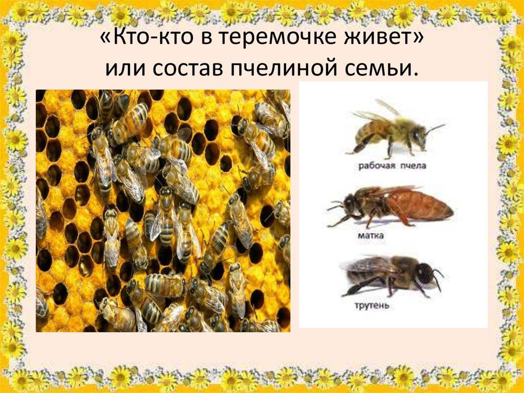 Кто такие трутни: самцы в пчелиной семье, как выглядит пчелиный трутень