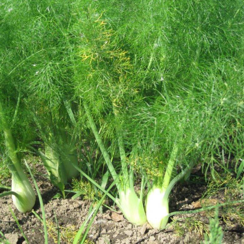 Растение фенхель: выращивание и уход в открытом грунте, фото