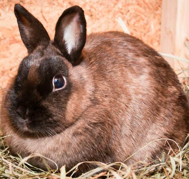 Породы кроликов: фото и описания пород