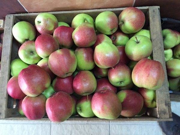 О яблоне Лигол: описание сорта, характеристики, агротехника, выращивание