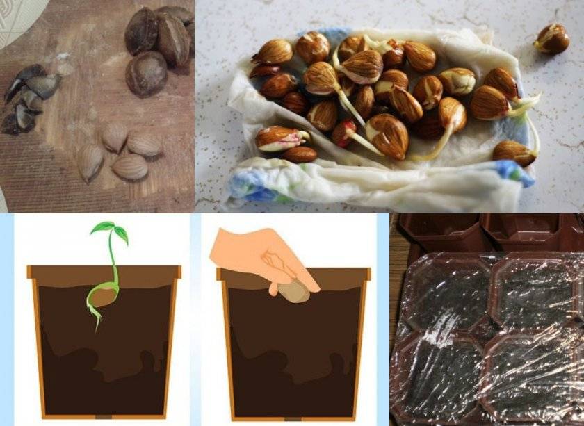 Как посадить персик: схема посадки саженцев, выращивание и правильный уход