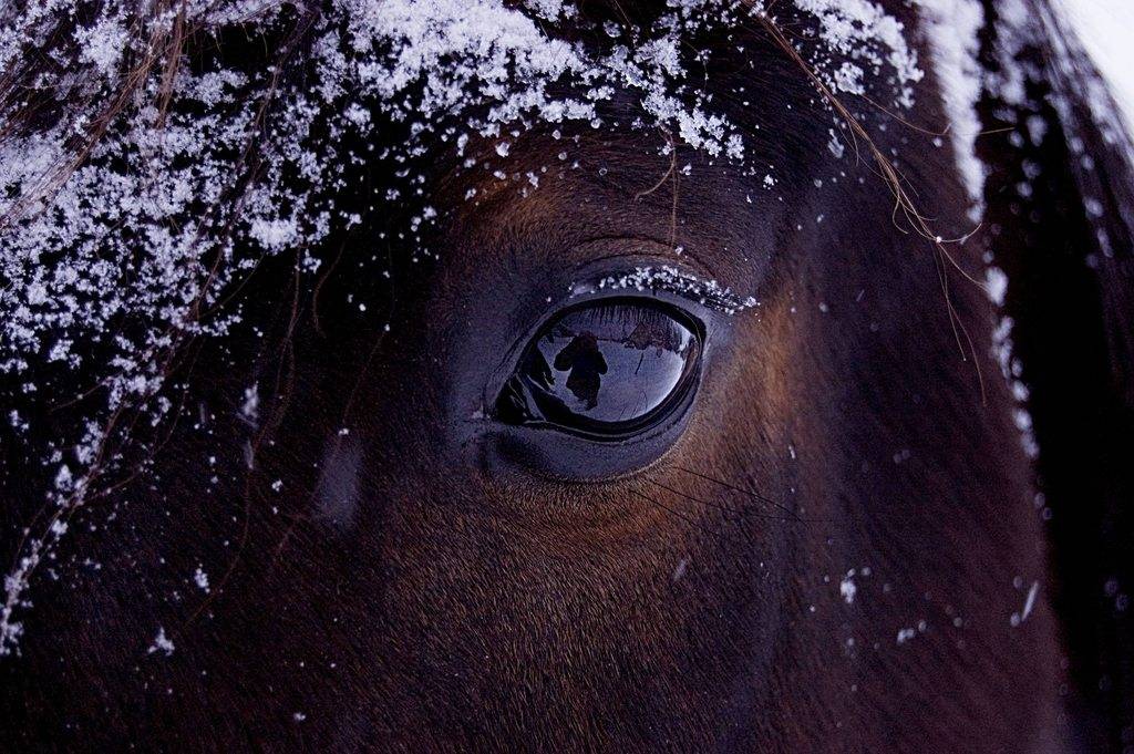 ✅ о глазах лошади: как видят кони, зачем лошадям шоры, строения глаза и зрение