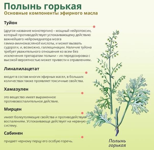 Рацион кроликов можно ли кроликам полынь