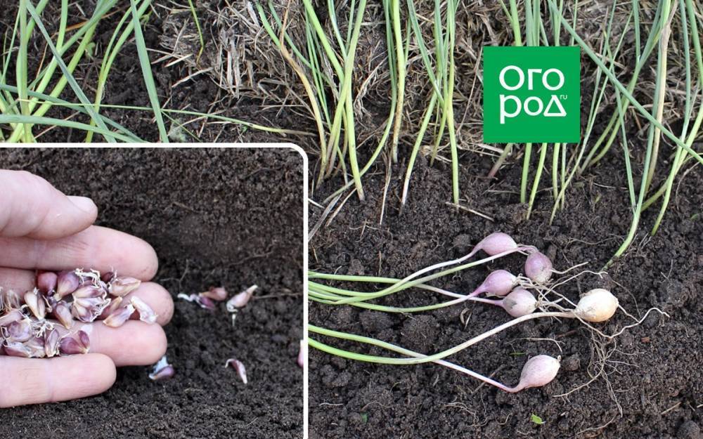 Выращивание озимого чеснока в открытом грунте: уход и уборка