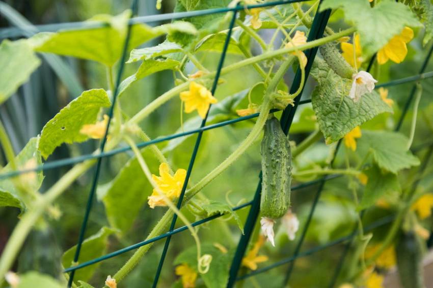 Как выращивать огурцы в открытом грунте: правила, советы