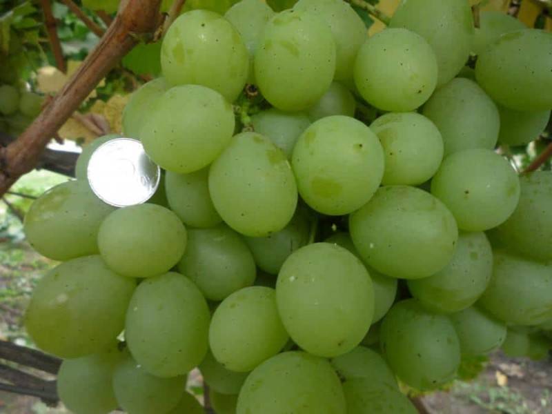 Виноград кеша: описание и характеристика сорта, правила ухода и размножения