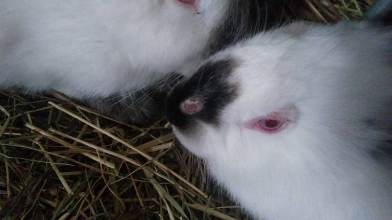 Что такое миксоматоз у кроликов? симптомы и меры профилактики
