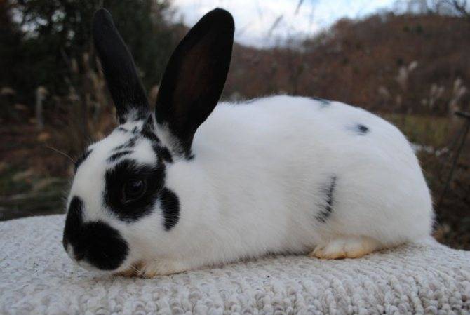 О породах кроликов: какие бывают промышленные виды, как определить по внешности