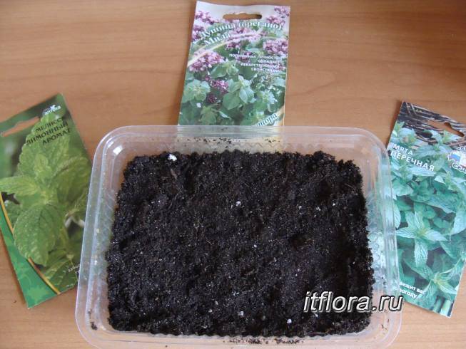 Как посадить и вырастить мяту в горшке в домашних условиях: пошаговая инструкция. мята перечная на подоконнике круглый год — полив, подкормка: уход