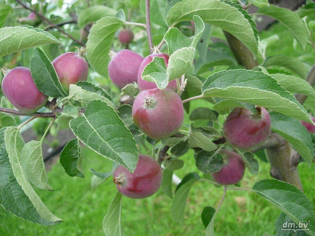 Яблоня алеся: характеристика и описание, особенности выращивание и ухода за деревом