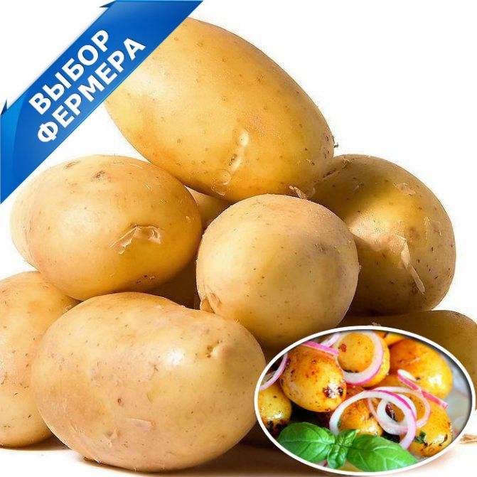 Сорт картофеля «никулинский» – описание и фото