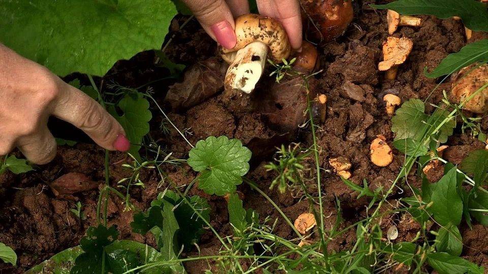 ???? подробная инструкция для тех, кто хочет вырастить грибы на своем участке