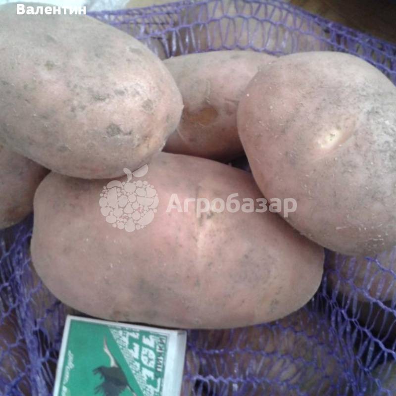 Описание сортов картофеля: гала, удача, импала, тулеевский, беллароза – проовощи.ру