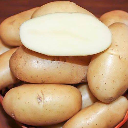 Картофель гулливер: описание и основные характеристики сорта