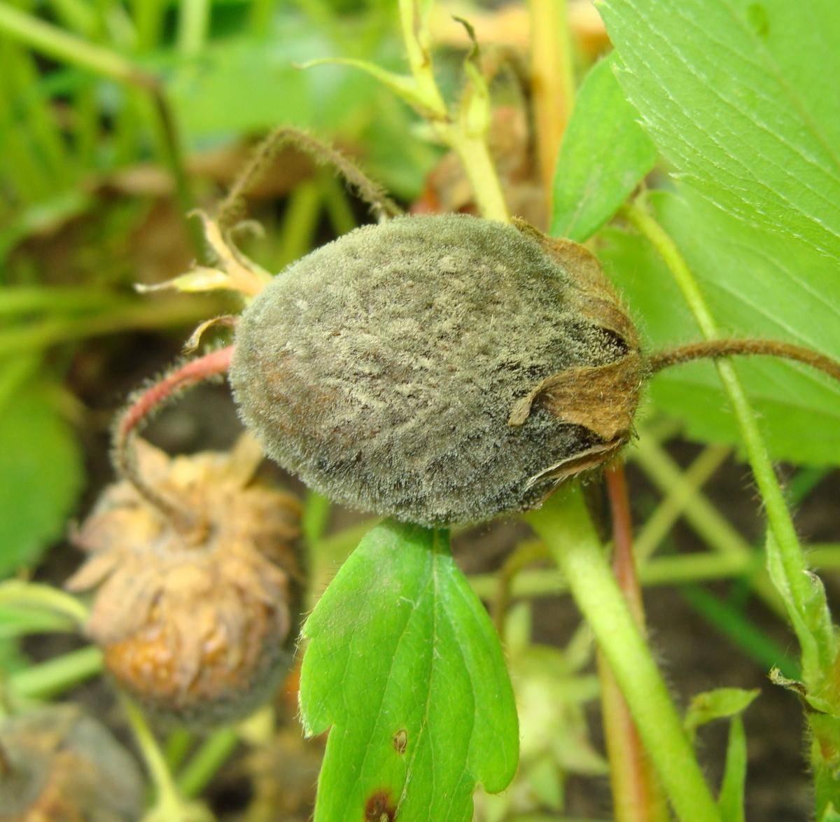 Серая гниль земляники. Ботритис (серая гниль). Botrytis cinerea. Серая гниль – Botrytis cinerea. Botrytis cinerea серая гниль земляники.