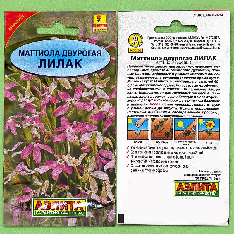 Маттиола (левкой): таблицы видов с фото, выращивание из семян, посадка и уход