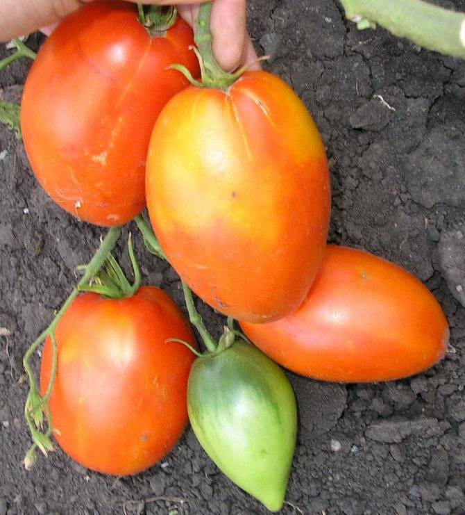 Томат кенигсберг: описание и характеристика сорта, особенности выращивания и посадки помидоров, отзывы, фото